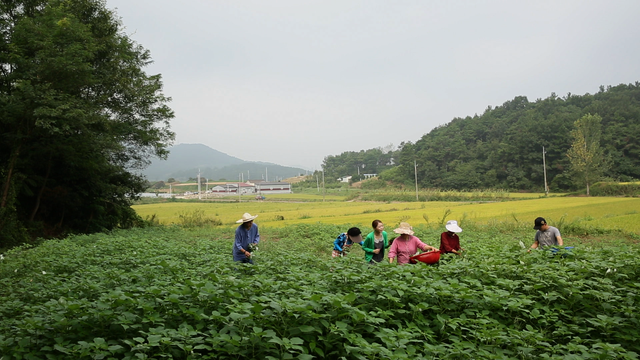 송선담떡집이 SNS에서 뜨거운 이유 전통 맛 소통의 성공 비결